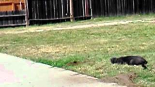 Cat on the hunt