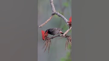 Unveiling the Mysterious Birds of India | #shorts #short #shortsfeed  #shortvideo  #shortsyoutube