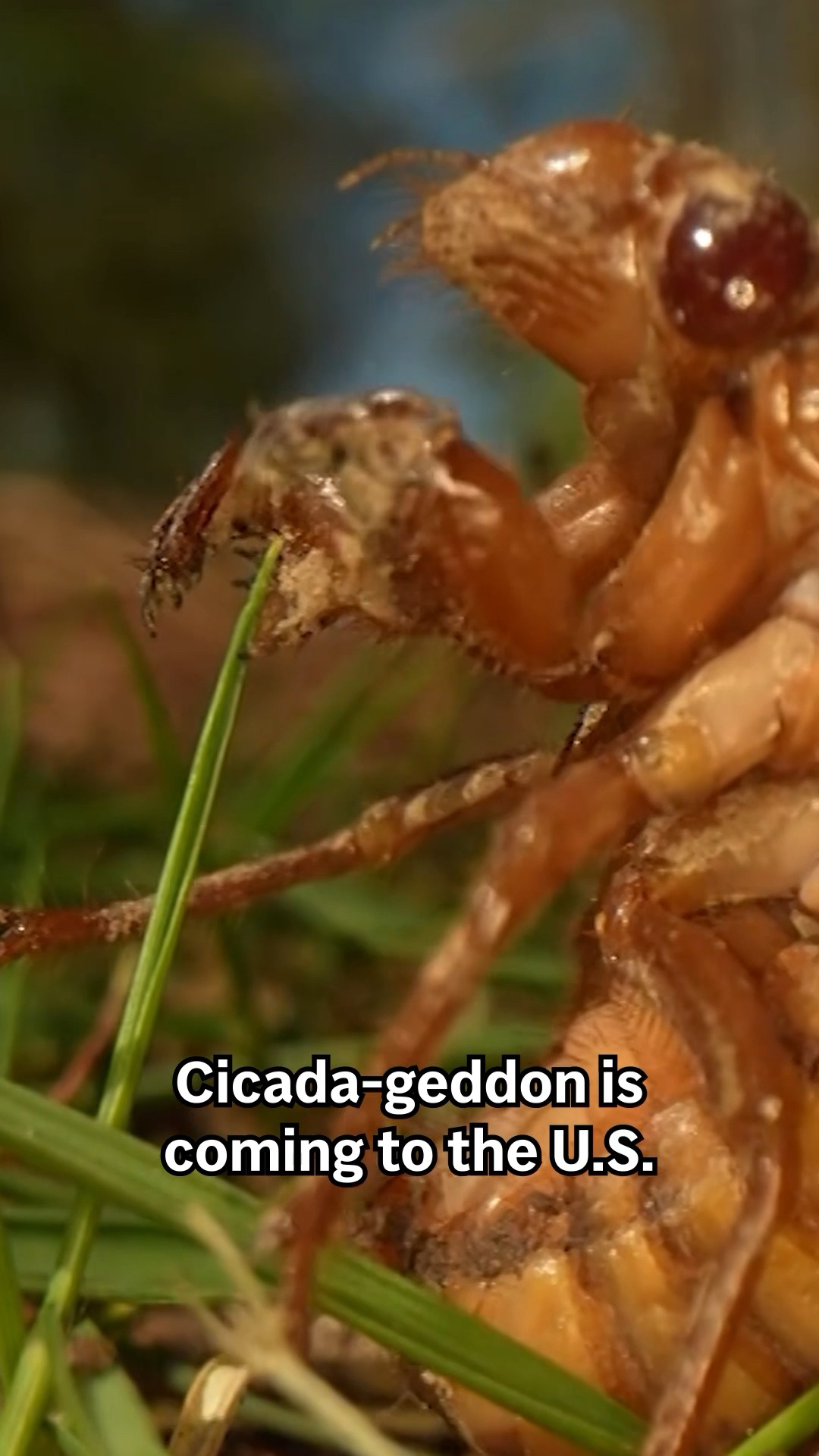 The Insane Biology of: The Cicada