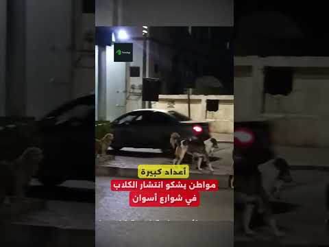مواطن يوجه رسالة حول تزايد أعداد الكلاب في أسوان تريندجي