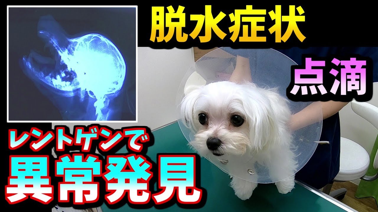 【生きて】子犬の去勢手術で分かったレントゲンでの異常。脱水症状、点滴からの回復（1日目）【しほりみチャンネル