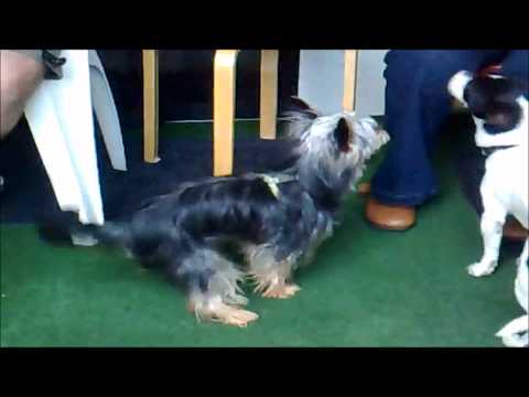 Video: Sådan Behandles Leddene Hos Hunde