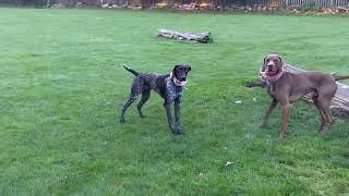 German Short haired Pointer Lottie & Weimaraner X Vizsla Vinny.