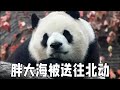 眼前这只即将被运走的大熊猫是不满一岁半的大熊猫叫胖大海,看到分别之际照顾它的奶妈难掩伤心几度哽咽,才明白饲养员与熊猫的感情竟然这么深厚!【你好大熊猫】