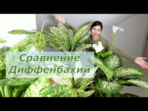 Диффенбахии обзор и сравнение 9 сортов с названиями