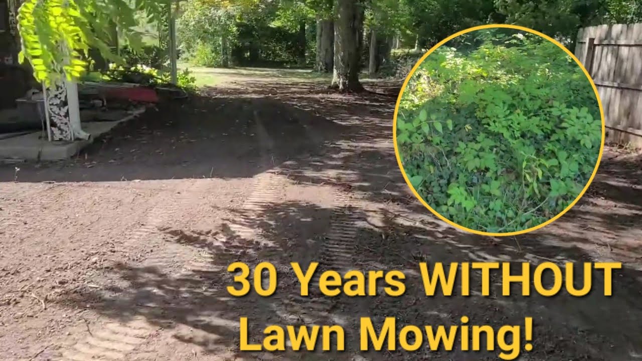 Back Yard Brush Clearing, Forestry Mulching Mini Skid Steer Style!