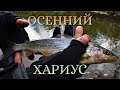 ОСЕННИЙ ХАРИУС: На одной реке - пусто, на другой - густо...