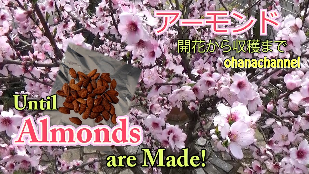 アーモンド 開花から収穫まで Almond From Flowering To Harvest Youtube