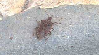 Brown marmorated stink bug