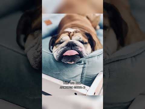 А вы знали почему собаки спят в ногах своих хозяев? 😯 #shorts #животные #собаки