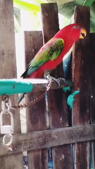 SUARA BURUNG NURI TERNATE TINGGI BAGAT #shorts