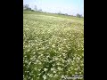 new Desh Bhakti song Aisa Desh Hai Mera Veer Zaara movie ka song
