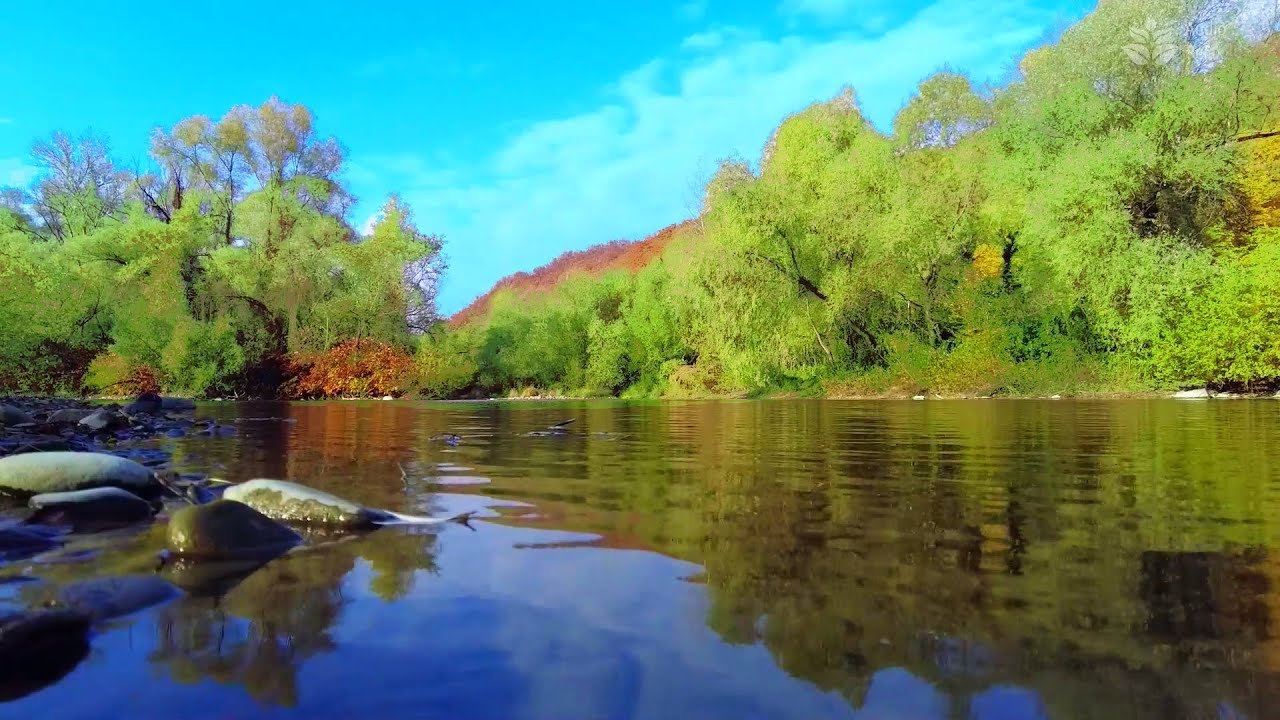 Summer ambience on the riverbank. Sounds of water and crickets YouTube
