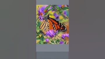 relaxing puzzle solving games 🔥🔥|| #trending #jigsaw #puzzle #challenge #viral #shorts #butterfly