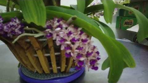 Lan Ngọc Điểm rừng và Lan Ngọc Điểm Thái ghép chung một chậu rất đẹp|#runglan3thang2