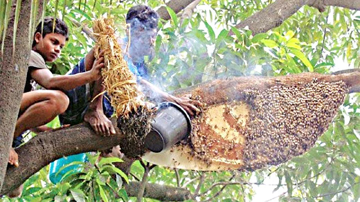 Primitive Technology :   .. Harvesting Honey from ...
