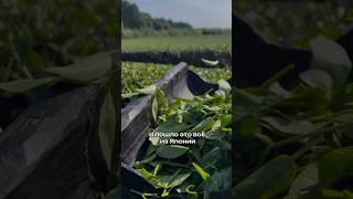 Зачем в тоник добавляют экстракт зеленого чая?Арт на тоник 246514001 #рекомендации #beauty РП