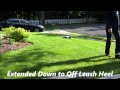 before and after: Off Leash Dog Training, Northern New Jersey before and after: Off Leash Dog Training, Northern New Jersey