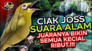 KECIAL KUNING CIAK JOSS SUARA ALAM AMPUH BIKIN SEMUA KECIAL RIBUT‼️| PEPADU KECIAL