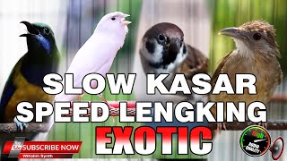 MASTERAN SPESIAL SUPER EXOTIC SLOW KASAR SPEED KOMPILASI MEWAH UNTUK SEMUA BURUNG MURAI, CUCAK IJO