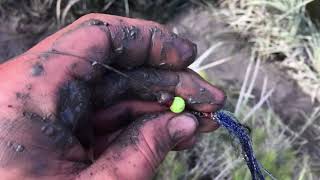 Cottonwood creek salmon fishing