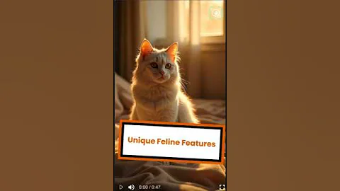 Video 10690591: hairless sphynx, fluffy persian, cat breed facts, cat breed animals, cat showcase