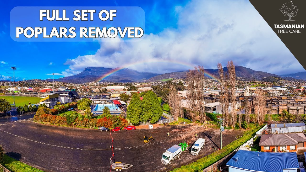 FULL SET OF POPLARS REMOVED