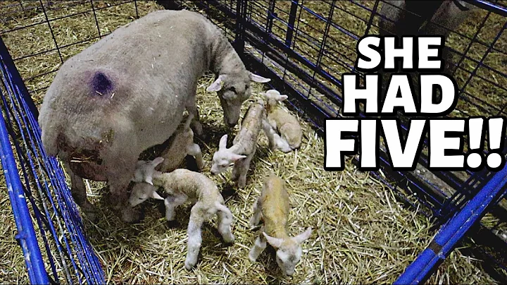 7 DAYS OF LAMBING: DAY ONE (A set of quads & quint...