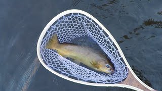 Small River Gila Trout - Fly Fishing in New Mexico