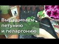 ПЕТУНИЯ И ПЕЛАРГОНИЯ. Выращивание с применением аминокислот