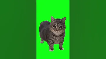 Spinning Cat Oia Oia Cat Original From Oiacat On TikTok 