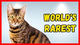 The Rarest Cat Breeds in the World