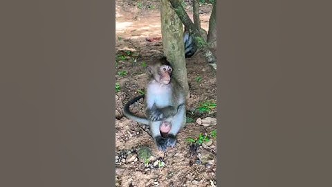 little monkey🐒🐒🐒 #animal #wildlife #monkey
