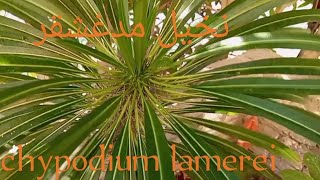طرق العنايه والاكثار من نبات نخيل مدغشقر/Pachypodium lamerei