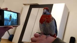 Rosella Parrot Sing With Phone