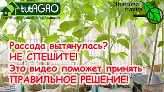 СТОЙТЕ! НЕ ИСПОЛЬЗУЙТЕ ЭТО ПОПУЛЯРНОЕ СРЕДСТВО ДЛЯ КОРЕНАСТОЙ РАССАДЫ, пока не узнаете о нем ПРАВДУ!