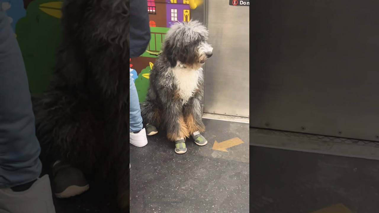Dog wearing Booties !! NYC Subway Dog wearing Booties !! NYC Subway