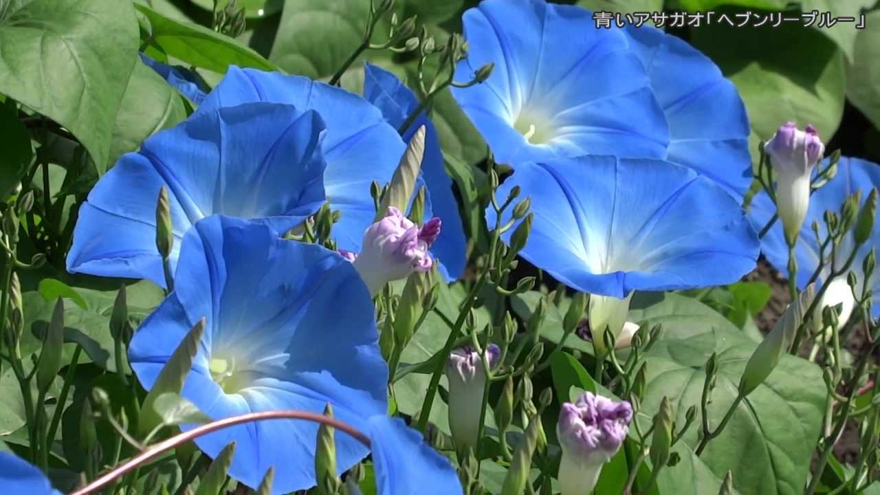 青いアサガオ ヘブンリーブルー Youtube