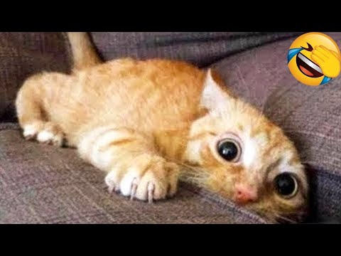 Morsomme Katter / Morsomme Kjæledyrvideoer / Beste Kjæledyr #16
