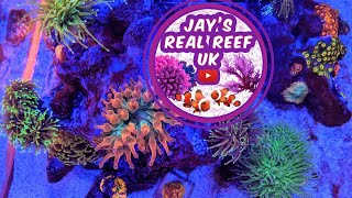 10 Months update and anemone troubles - it has to go! 🤯 by Jay's Real Reef UK 3,221 views 2 years ago 15 minutes