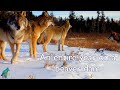 An entire year on a beaver dam