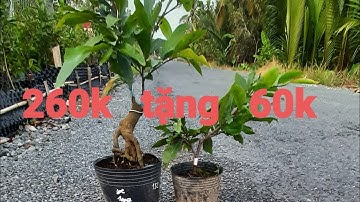 Cúc thọ hương mua 1 tặng 1. ĐT 0767.233.171. Ngày 17/6/2022