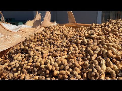 Harvested domestic peanut mass processing process. No. 1 peanut
