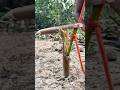 DIY Trap creative skills #trap #creative