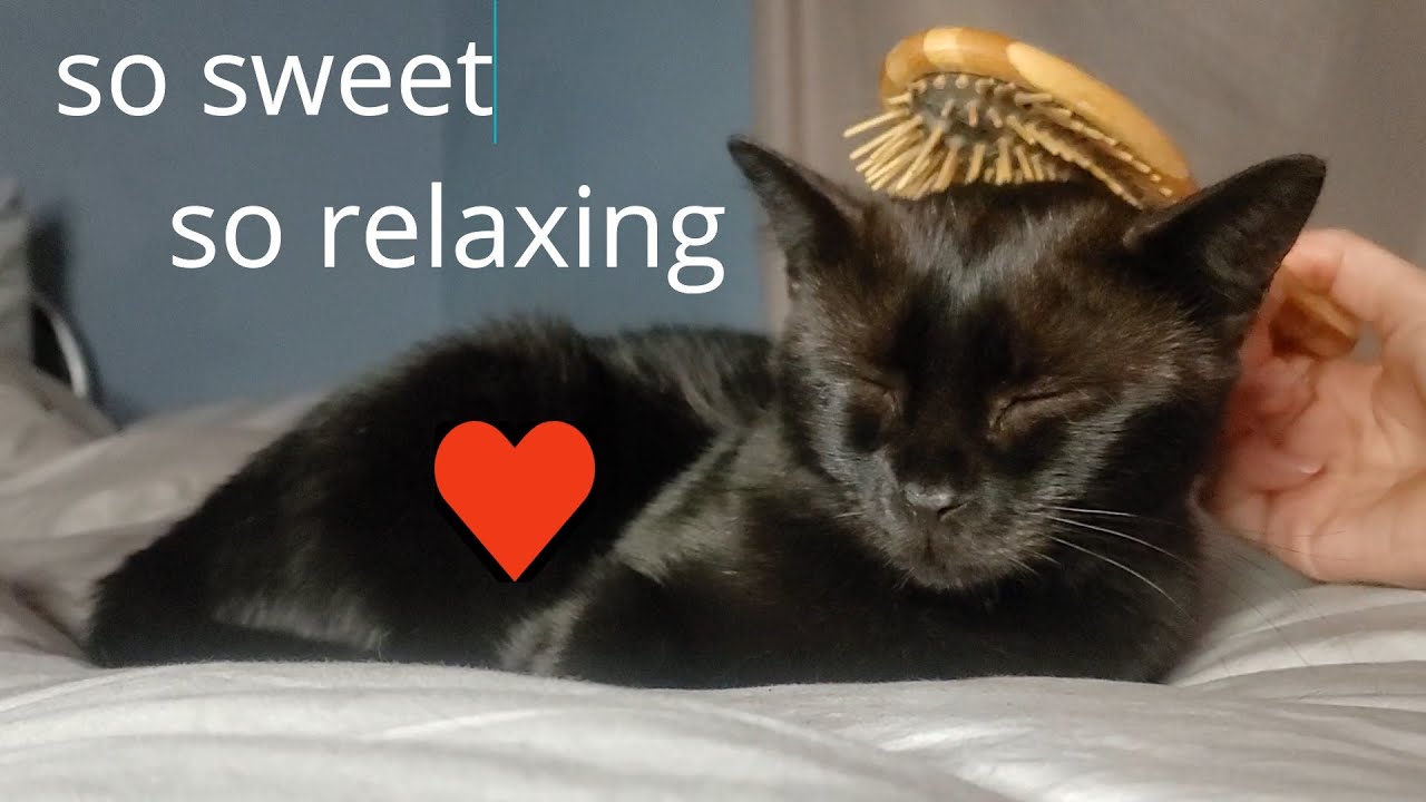 ASMR Cat Brushing, Purring, Sweet Talk on Crunchy Bed