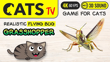 GAME FOR CATS - 3D flying bug 🙀🪲🎶 4K 🔴 60FPS [CAT TV]
