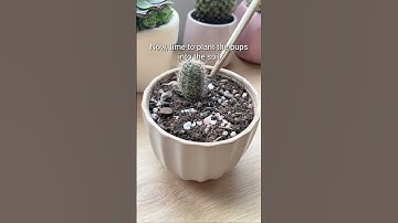 Propagate Cactus from offsets 🌵#cactus #houseplants #plants #propagation #shorts