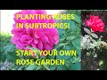 How to plant roses in the subtropics yes in the ground