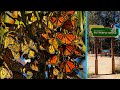 Pismo Beach Monarch Butterfly Grove