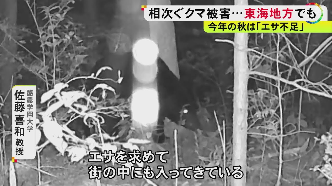 足も速く100mは9秒くらい」全国で相次ぐクマによる被害 外国人観光客が